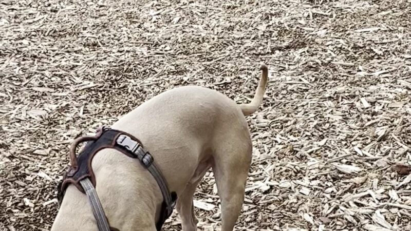 Lagoon Park Dog Park - Vacaville, CA