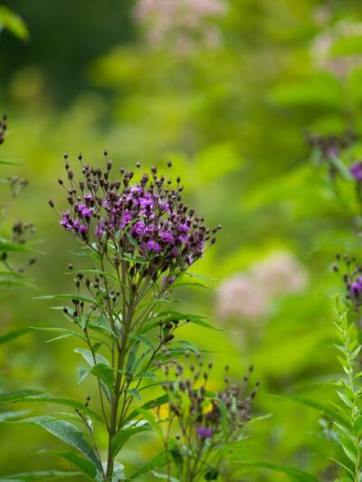 Glade Run Lake Conservancy - Valencia, PA
