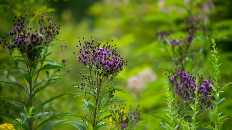 Glade Run Lake Conservancy - Valencia, PA