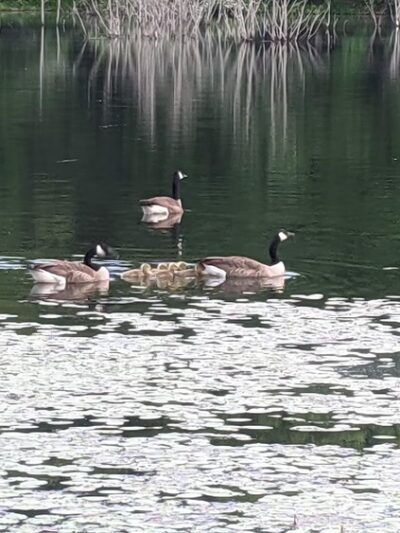 Glade Run Lake Park - Valencia, PA