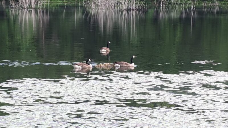 Glade Run Lake Park - Valencia, PA