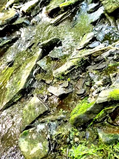 Bear Rock Lakes Wildlife Management Area - Valley Grove, WV