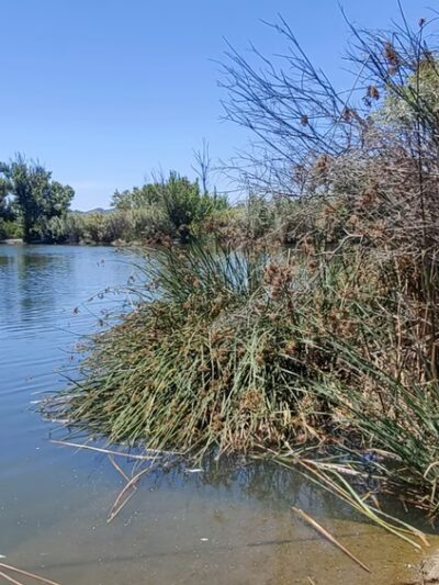 Sepulveda Basin Wildlife Reserve - Van Nuys, CA