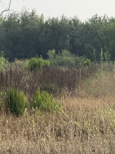 Sepulveda Basin Wildlife Reserve - Van Nuys, CA