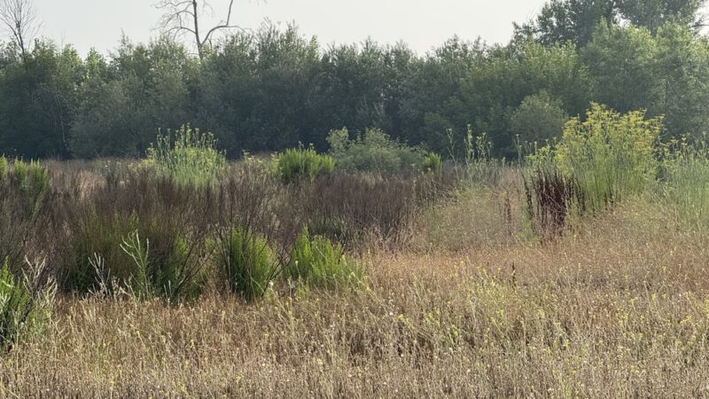 Sepulveda Basin Wildlife Reserve - Van Nuys, CA