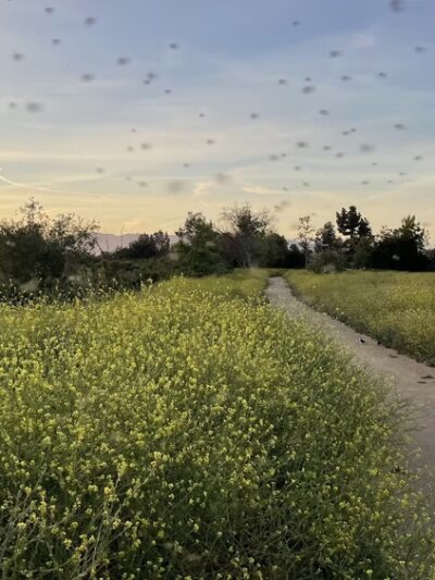 Sepulveda Basin Wildlife Reserve - Van Nuys, CA