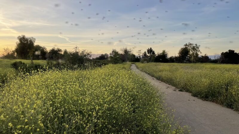 Sepulveda Basin Wildlife Reserve - Van Nuys, CA