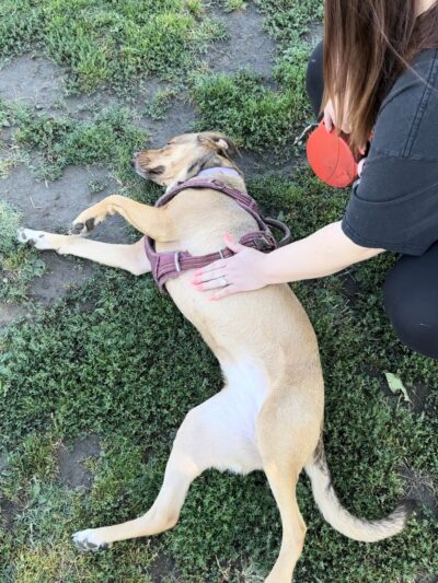 Susie's Park - Van Nuys, CA