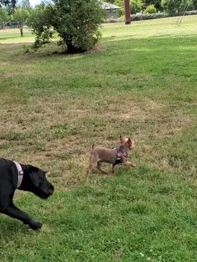 Dakota Dog Park - Vancouver, WA