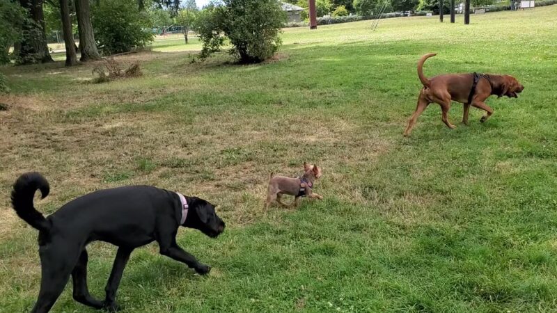 Dakota Dog Park - Vancouver, WA