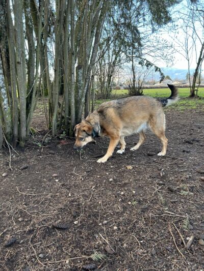 Dakota Dog Park - Vancouver, WA