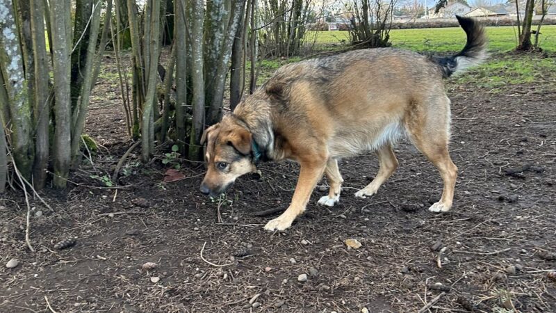Dakota Dog Park - Vancouver, WA