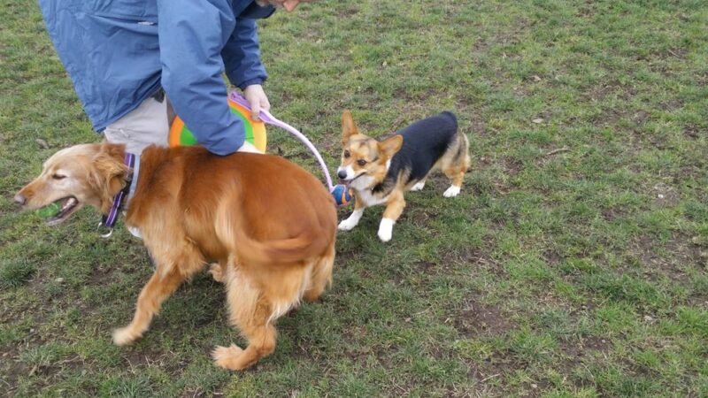Dakota Dog Park - Vancouver, WA