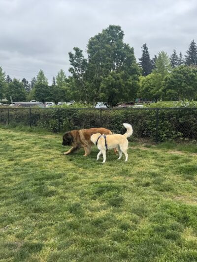 Dakota Dog Park - Vancouver, WA