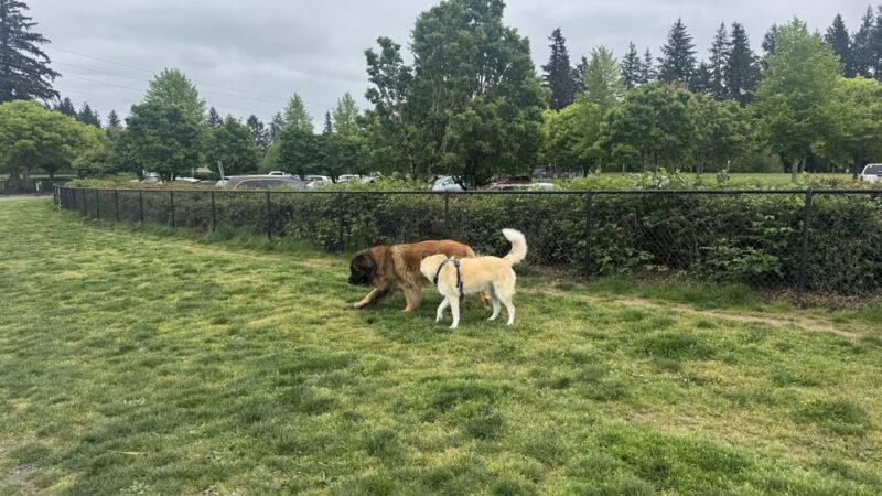Dakota Dog Park - Vancouver, WA