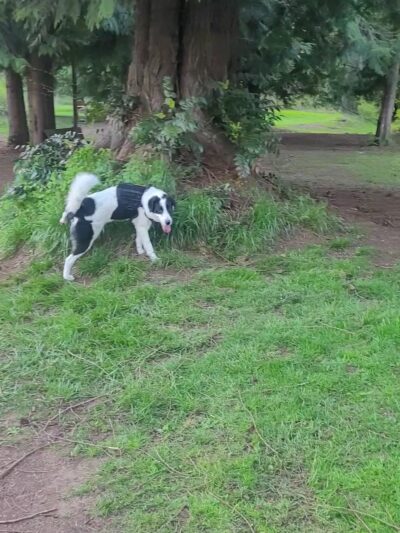 Kane Memorial Dog Park - Vancouver, WA