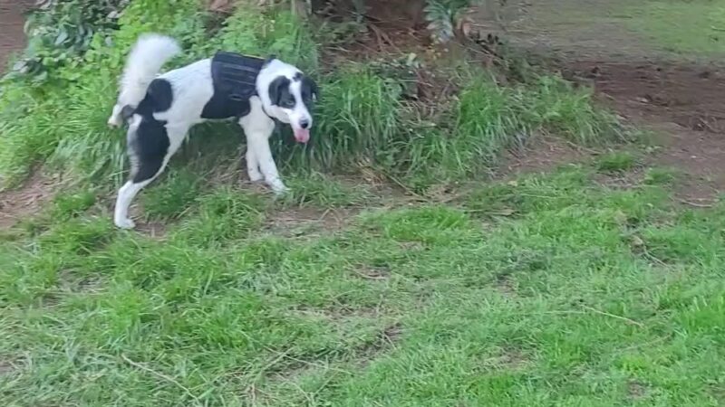 Kane Memorial Dog Park - Vancouver, WA