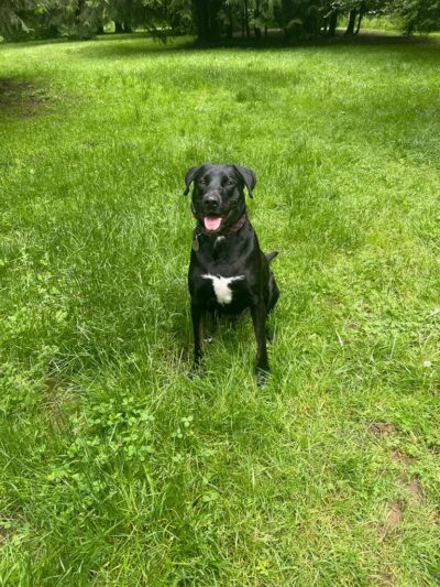 Kane Memorial Dog Park - Vancouver, WA