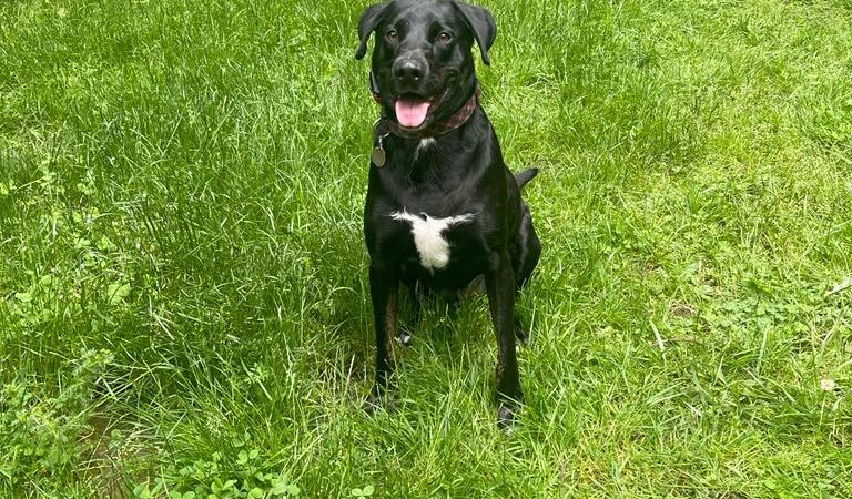 Kane Memorial Dog Park - Vancouver, WA