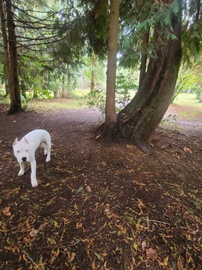 Kane Memorial Dog Park - Vancouver, WA
