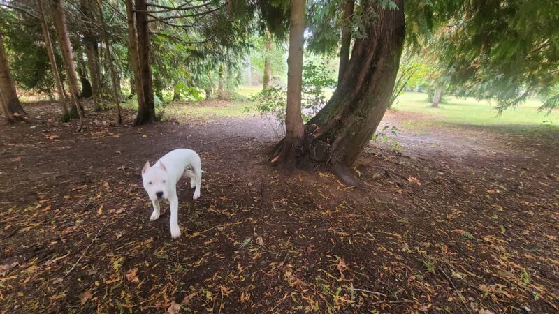 Kane Memorial Dog Park - Vancouver, WA