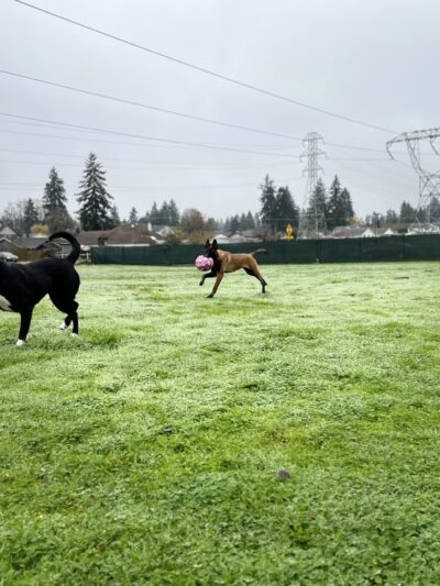 Open Acres Private Dog Park Rental - Vancouver, WA