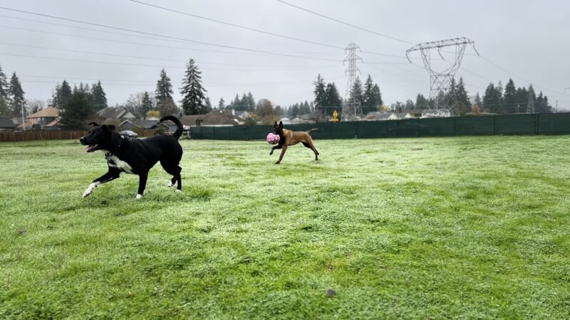 Open Acres Private Dog Park Rental - Vancouver, WA