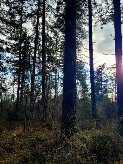 Veneta City Park - Veneta, OR