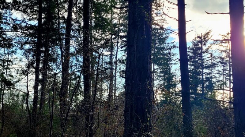 Veneta City Park - Veneta, OR
