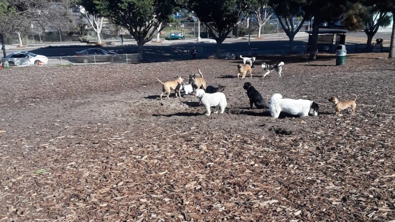 Westminster Dog Park - Venice, CA