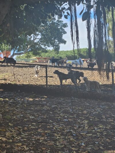 Westminster Dog Park - Venice, CA