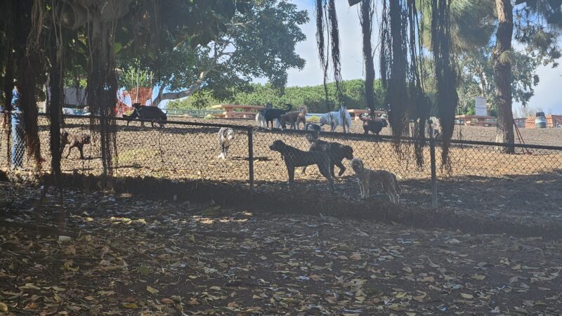 Westminster Dog Park - Venice, CA