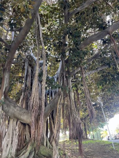 Westminster Dog Park - Venice, CA