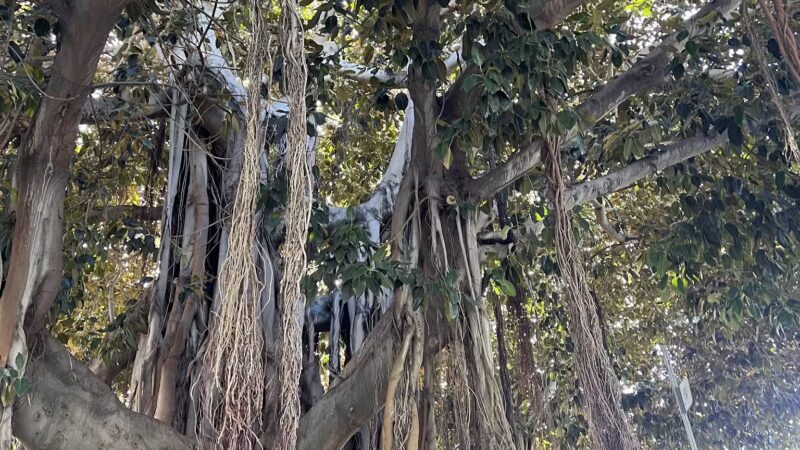 Westminster Dog Park - Venice, CA