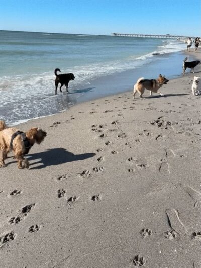 Brohard Paw Park - Venice, FL