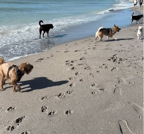 Brohard Paw Park - Venice, FL