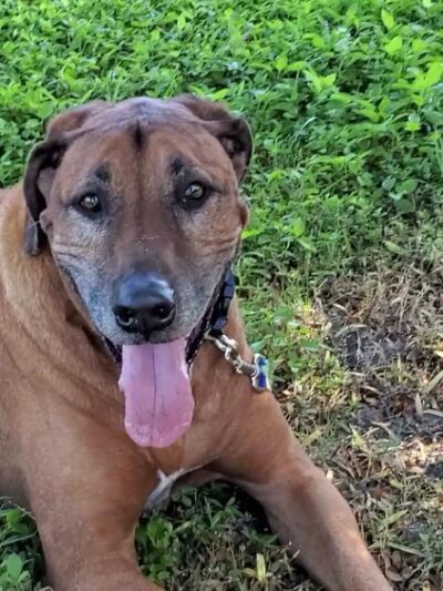 Brohard Paw Park - Venice, FL