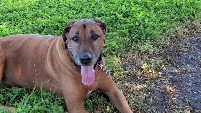 Brohard Paw Park - Venice, FL