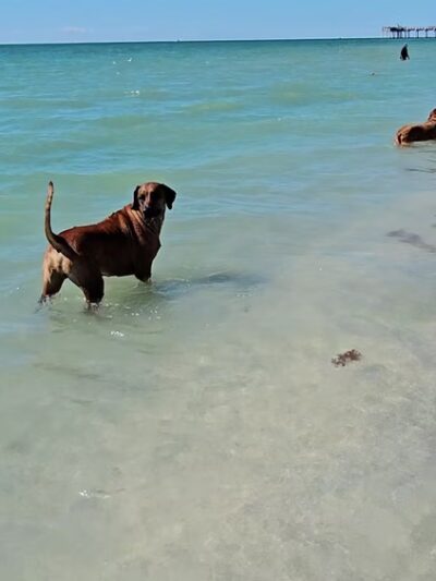 Brohard Paw Park - Venice, FL