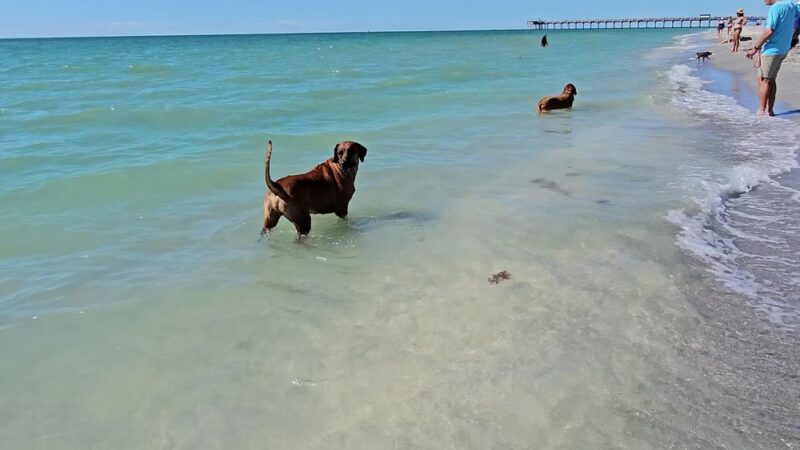 Brohard Paw Park - Venice, FL