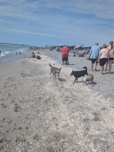 Paw Park Beach - Venice, FL