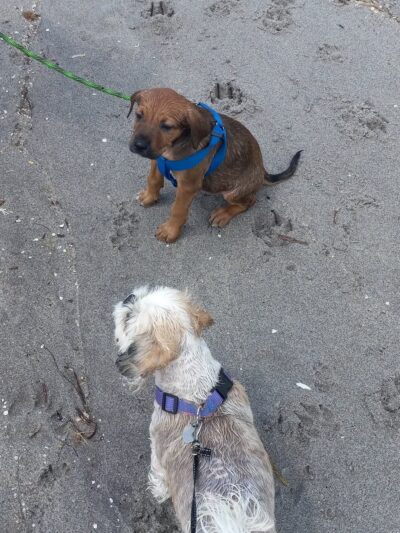 Paw Park Beach - Venice, FL