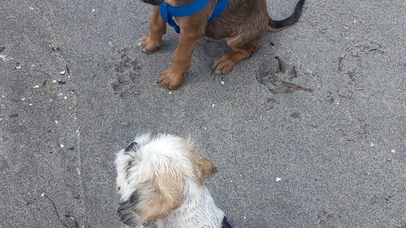 Paw Park Beach - Venice, FL