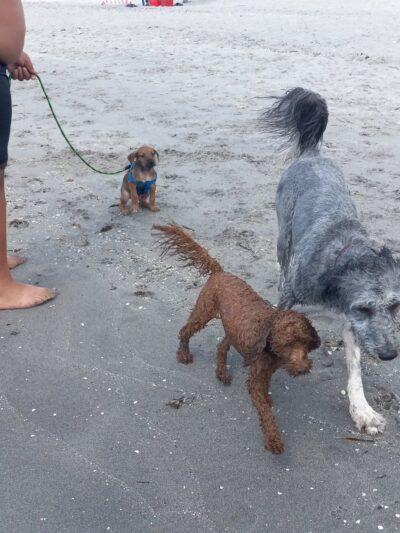 Paw Park Beach - Venice, FL
