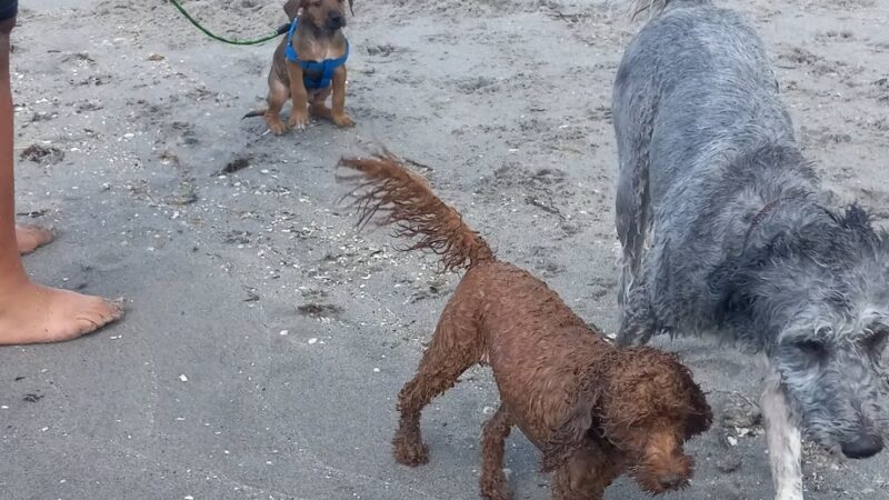 Paw Park Beach - Venice, FL
