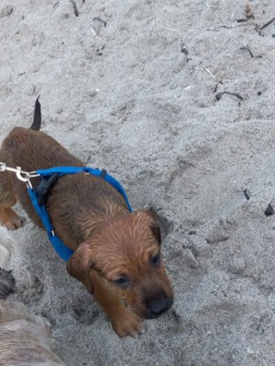 Paw Park Beach - Venice, FL