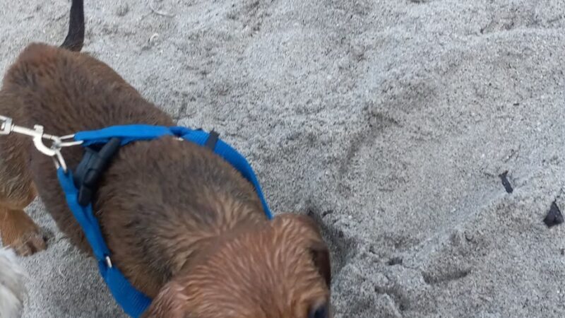 Paw Park Beach - Venice, FL