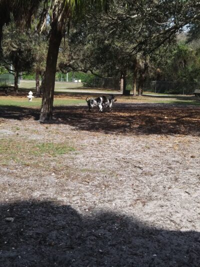 Woodmere Dog Park - Venice, FL