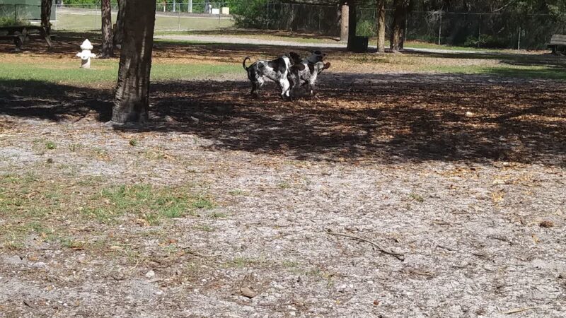 Woodmere Dog Park - Venice, FL