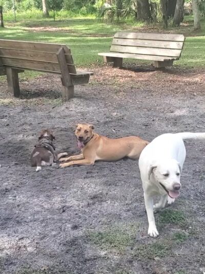 Woodmere Dog Park - Venice, FL